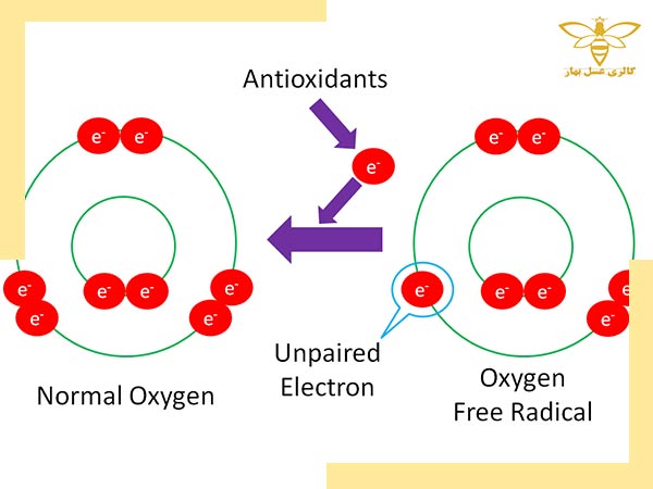 نحوه عملکرد آنتی اکسیدان در بدن