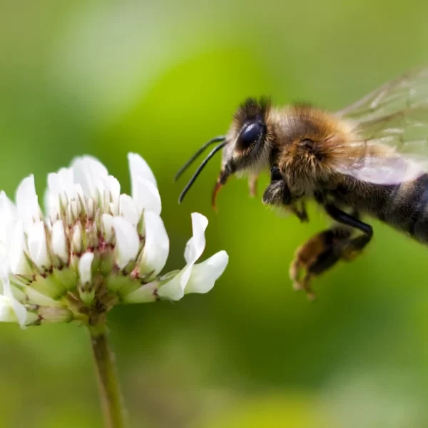 تاثیرات مختلف عسل بر سیستم گوارشی
