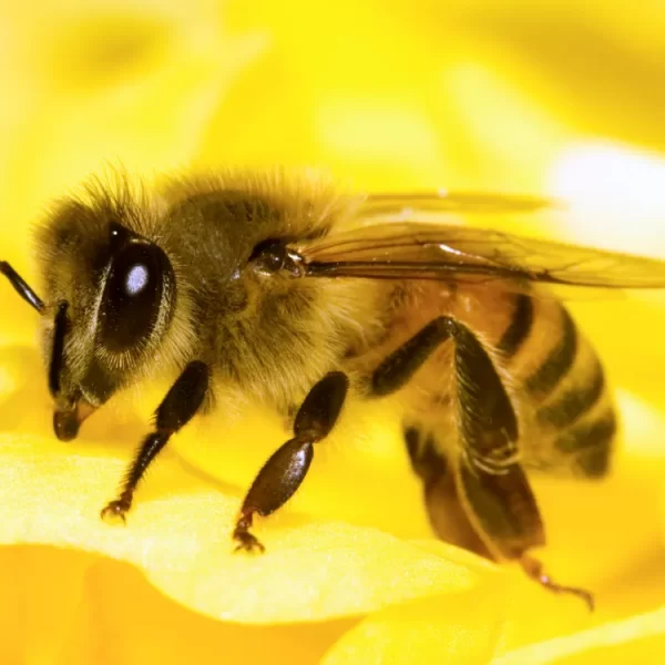اثر عسل طبیعی بر بهبود عملکرد مغز و کاهش ریسک اختلالات عصبی