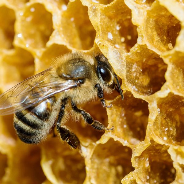 کاربردهای عسل در طب سنتی و ایجاد ترکیبات دارویی