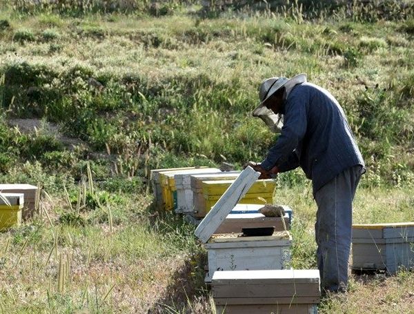 کدام شهر ایران بهترین عسل را تولید می‌کند